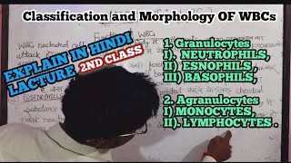 ClassificationMorphology of WBCs IGranulocytes IIAgranulocytesiMonocytes ii Lymphocytes [upl. by Kendell]