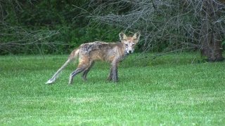 Red Fox Rescued Sarcoptic Mange [upl. by Ciredor471]