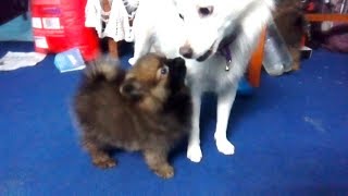 Pomeranian playing with Japanese Spitz  Dog Vlog  Nepal  Funny Pomeranian [upl. by Najib822]