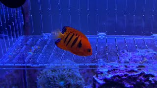 New Addition Flame Angelfish [upl. by Adamsun]