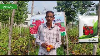 Bayer Seminis  Ansal  Tomato Seed  Farmer Testimonial [upl. by Margarethe231]