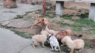 dogs fighting for food [upl. by Adelle]