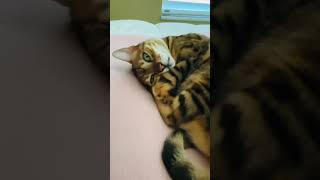 Tigress Stravyn®says“Papa stop waking me up” funnyvideos OMG cats funnyanimals catlife aww [upl. by Merrill]