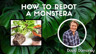 How to repot your monstera with David Domoney [upl. by Serena403]