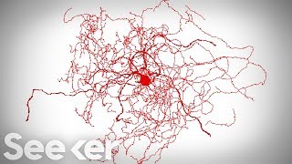 How Scientists Found a New Neuron Hiding in Our Brains [upl. by Ellehsar]