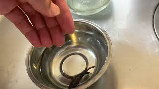 Dropsy remedy in betta fish 100 cure proven and tested [upl. by Bruns]