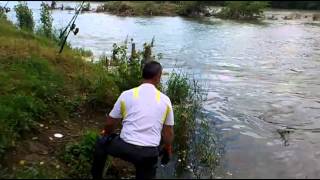 Pêche silure à la tripe en Garonne [upl. by Rice]