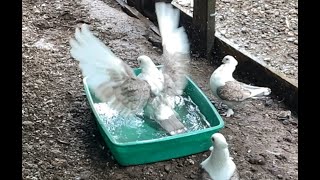 SloMo bird bath  Satinette Pigeon [upl. by Goulder]