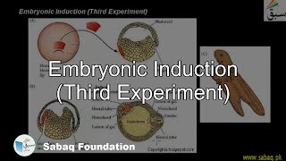 Embryonic Induction Third Experiment Biology Lecture  Sabaqpk [upl. by Elroy662]