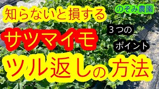 【サツマイモ】３つのポイント！ツル返しをすることで簡単に成長！ツル返しの方法をお伝えします！ [upl. by Ettebab]