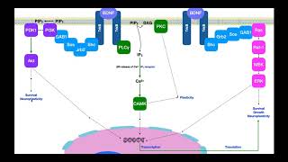 BrainDerived Neurotrophic Factor BDNF  Signaling amp Mechanism [upl. by Adar]