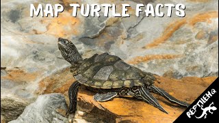 Interesting Map Turtle Facts and Information [upl. by Olim664]