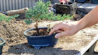 Bonsai Basics  Watering your Bonsai Tree [upl. by Aikyn960]