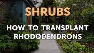 How to Transplant Rhododendrons [upl. by Aneehsor]