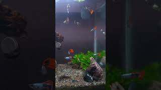 Guppy Fish Aquarium Planted Tank shorts [upl. by Enitsirt]