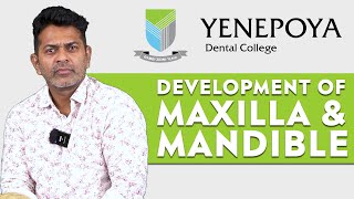 Development of Maxilla amp Mandible  Orthodontics  Yenepoya Dental College [upl. by Cardew265]