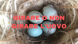 GIRARE O NON GIRARE LUOVO [upl. by Stieglitz216]