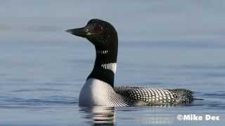 Common Loon Calling Lake Kabetogama Voyageurs National Park [upl. by Minni699]