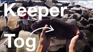 TogBlackfish Frenzy Fishing the Atlantic City Jetty Episode 2 [upl. by Akenna]