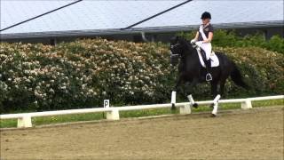 SOLD RISTELINA Old Mare 2011 by London Lightning LondonderryDonatelliFeiner Stern [upl. by Ahsenek]