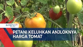 Harga Tomat Anjlok Petani Mengeluh [upl. by Hanej631]