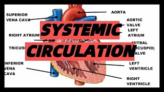 SYSTEMIC CIRCULATION of the heart circulatory system explained easy explanation [upl. by Einad174]