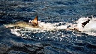 9 FT GREAT WHITE SHARK EATEN BY UNIDENTIFIED SEA CREATURE [upl. by Brooking]