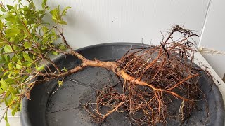 How to Start a Lilly Pilly Bonsai from Nursery Stock Syzygium Australe [upl. by Aniled]