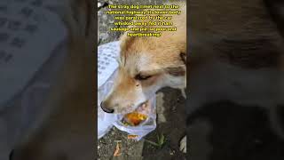 straydog viralvideo lonelydog lovememode spayandneuter abandoned rescue dogtok savepuppy [upl. by Enahs83]