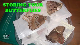 HOW TO PRESERVE AND STORE BUTTERFLY AND MOTH SPECIMENS [upl. by Elora558]