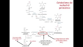 Metabolismo di Purine e Pirimidine [upl. by Moreville]