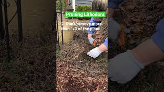 Pruning Lithodora Plants gardening pruning lithodora [upl. by Ittap850]