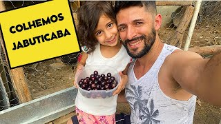 COLHEMOS MUITA JABUTICABA NA MINI FAZENDINHA [upl. by Melody]