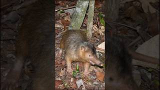 Solenodon  A Venomous mammal You Didnt Know About [upl. by Donela]