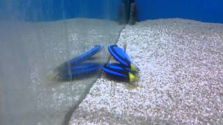 It is common for Blue Tang to lay flat like dead [upl. by Lareena840]