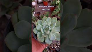 Succulent Plant Sale  Buy Succulent amp Cactus Online at Cheapest Price  nursery plant [upl. by Htennek655]