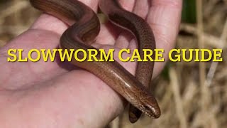 REPTILES SLOW WORMS facts and how to keep them [upl. by Ahsets]