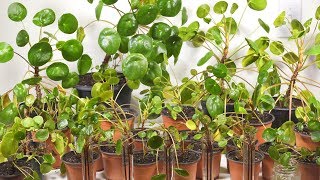 Buy A Pilea Peperomioides And They Will Take Over  Pilea Giveaway [upl. by Kayla]