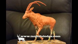 How to make an antelope sculpture [upl. by Trebled]