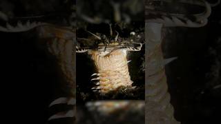 Bobbit Worm AMBUSH [upl. by Ettie666]