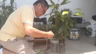 GRAFTING MANGO SEEDLINGS [upl. by Davis]