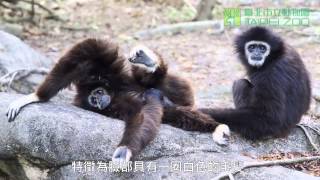 白手長臂猿家族 White Handed Gibbon Family [upl. by Trutko]