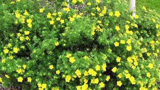 Potentilla  Watters Garden Center [upl. by Bannerman984]