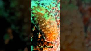 beautifulgastropodsnudibranchshortschromodorisreticulatavideographymoalboalcebu🇵🇭 [upl. by Yeltneb607]