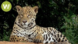 Secret Brazil Jaguar the king of the Pantanal  Animal documentary  Part 12 [upl. by Bostow]