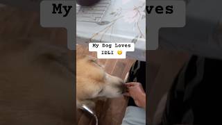 My Breakfast Buddy 🐾 Dog Mom Life dogmom dogs minivlog [upl. by Ayita]