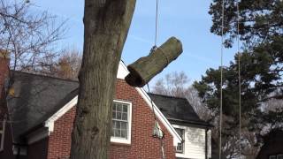 150 Year Old Oak Tree Removal [upl. by Vivien]