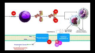 Pulmonary Pharmacology Part 2  Drugs Affecting Inflammation [upl. by Shue585]