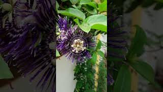 Passiflora plants available krishnakamalam liveplants outdoor creeper 8086049862 trending [upl. by Htebazie]