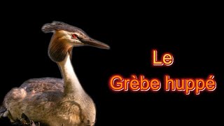 Le grèbe huppé [upl. by Varian910]